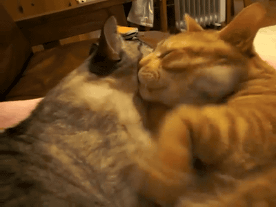 Daily GIFs Mix, part 209