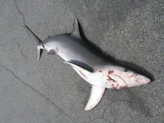 Shark Fell Down from the Sky