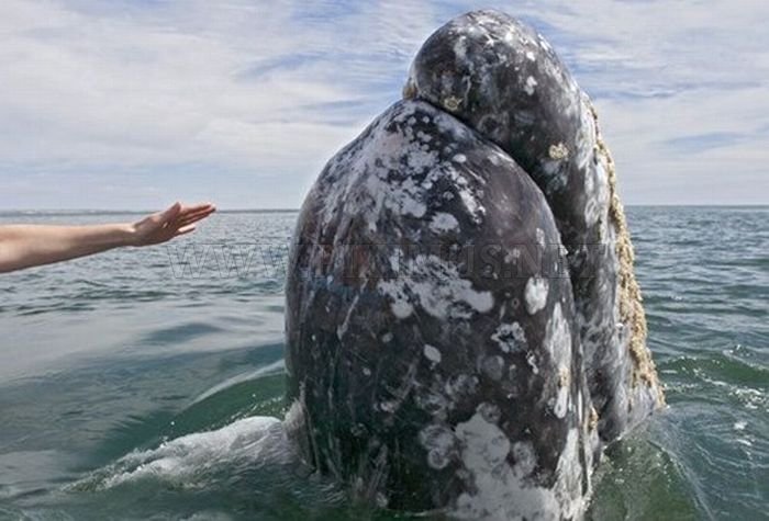 The World's Friendliest Whales 