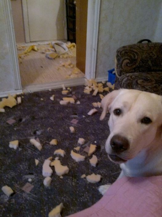 Puppies  Destroy Home