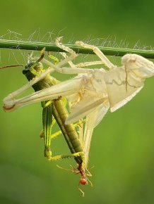 This Is How Grasshopper Moults