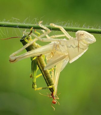This Is How Grasshopper Moults