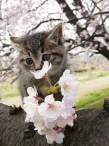 Cherry Blossom Tree Cats 