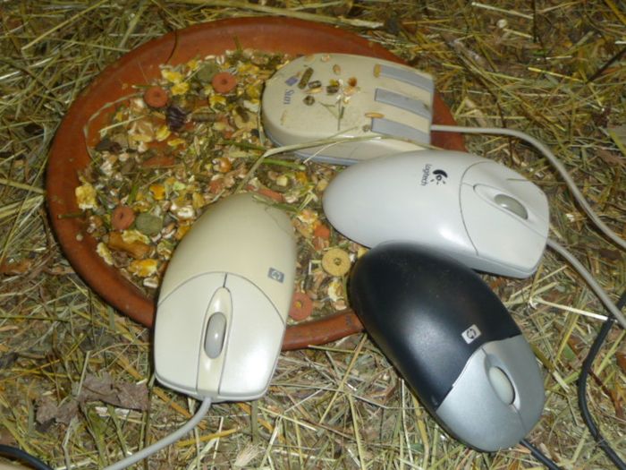 CERN Animal Shelter for Computer Mice