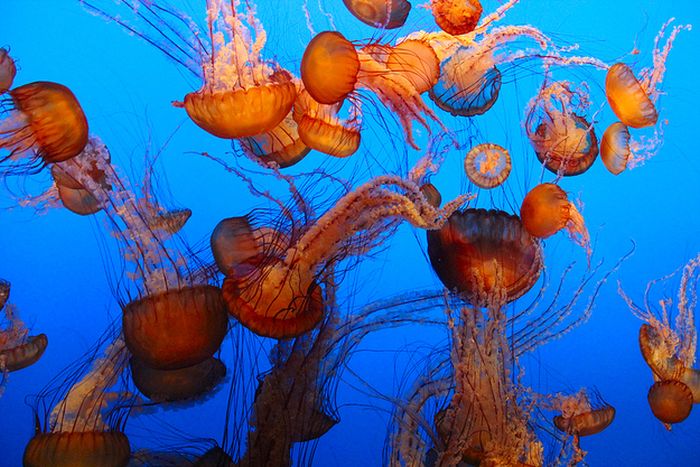 Stunning Jellyfish