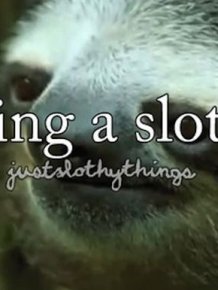 What It's Like to Be a Sloth