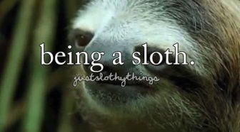What It's Like to Be a Sloth