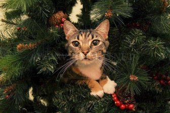 Cats in Christmas Trees