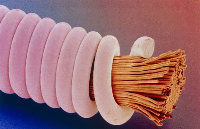 Everyday Items under a Microscope