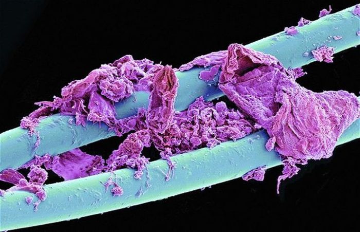 Everyday Items under a Microscope