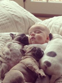 Baby with Bulldog Puppies