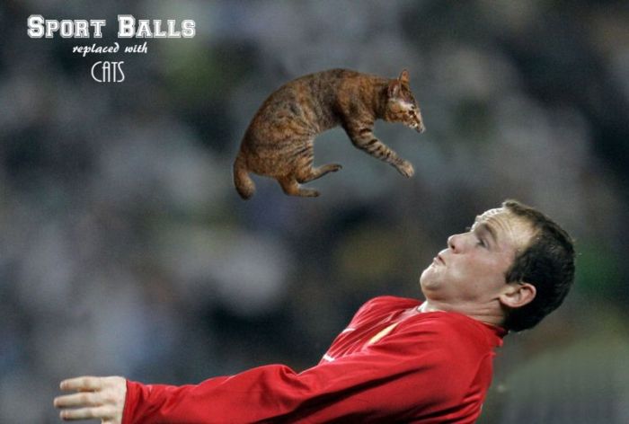 Sports Balls Replaced With Cats
