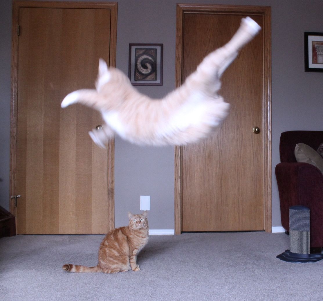 Action cat. Ура Веселые фото. Коты ниндзя фото. Кот ниндзя за шторой. Ниндзя котик в реальной.