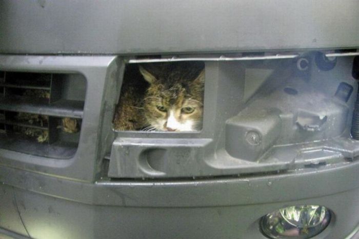 Cat at the Car Wash