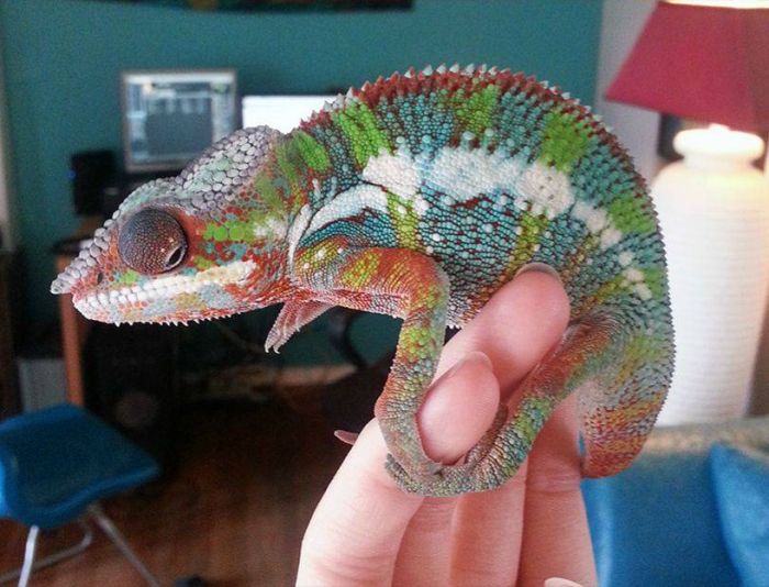 Chameleon from 1 to 90 Days