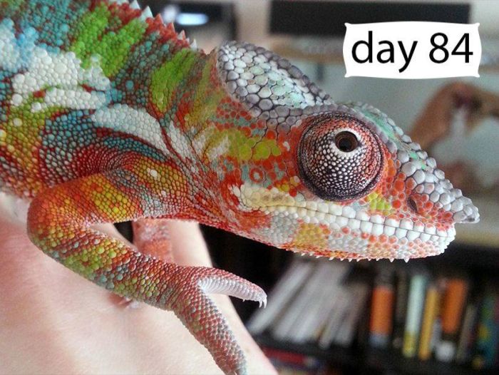 Chameleon from 1 to 90 Days