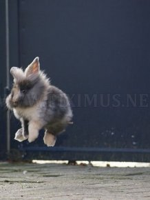 Jumping Bunnies 