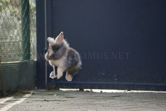 Jumping Bunnies 