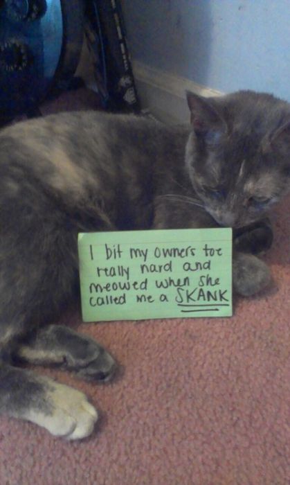 Cat Shaming, part 2