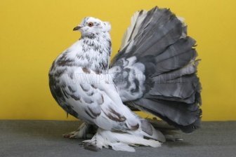 Cool Pigeons 