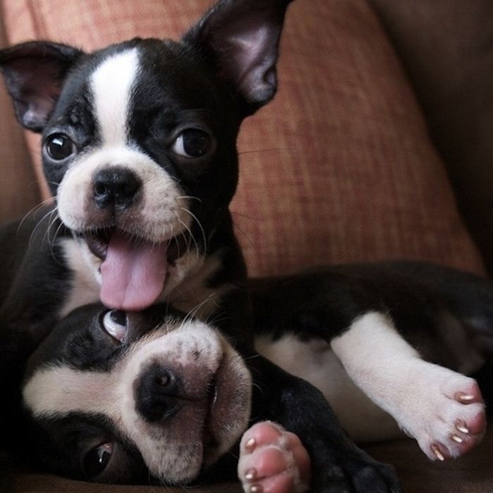 Cute Boston Terriers