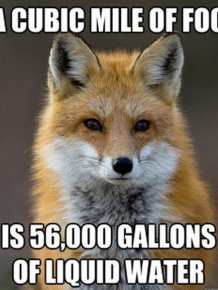 Fun Fact Fox Meme