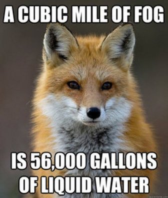 Fun Fact Fox Meme