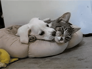 Daily GIFs Mix, part 225
