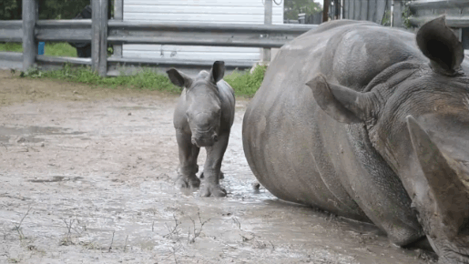 Baby Rhino and Its Mom