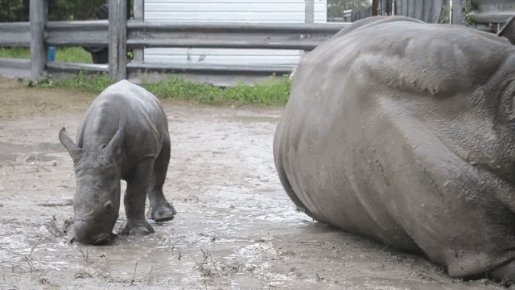 Baby Rhino and Its Mom