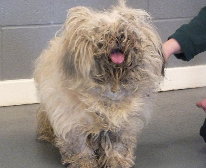 Abandoned Dog Gets a Haircut