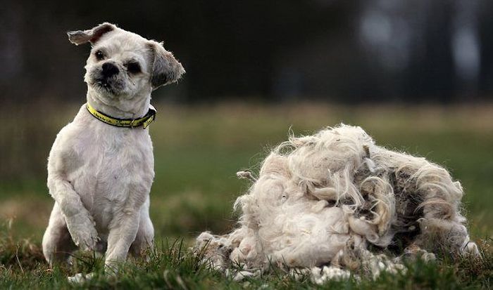 Abandoned Dog Gets a Haircut