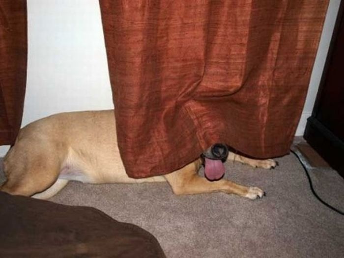 These Dogs Suck At Hide-And-Seek