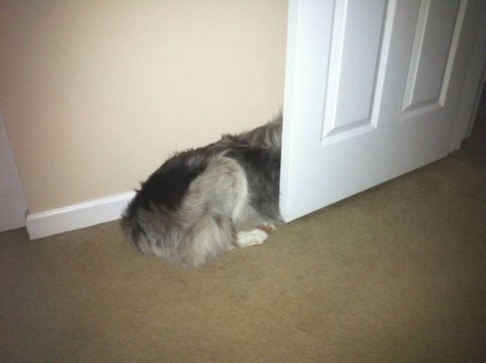 These Dogs Suck At Hide-And-Seek