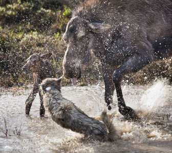 Mother Moose Battles to Save Her Newborn