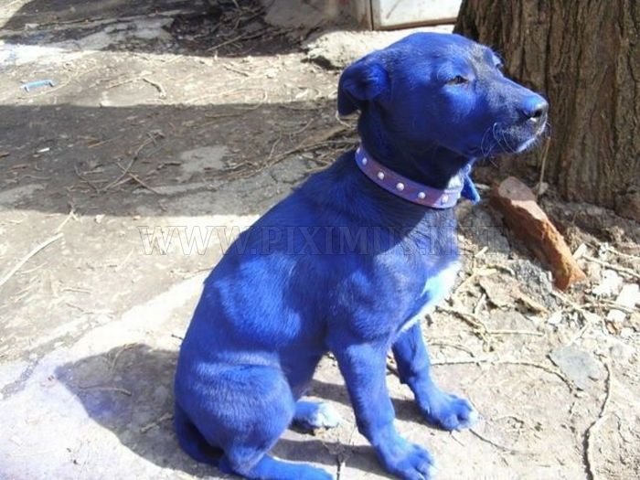 Blue Puppy 