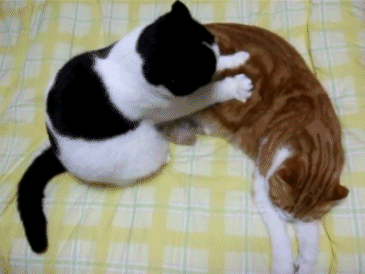 Daily GIFs Mix, part 239