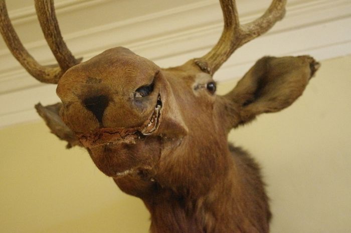 Scary Taxidermied Animals