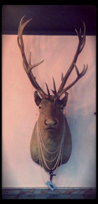 Scary Taxidermied Animals