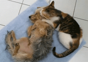 Daily GIFs Mix, part 244