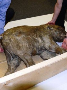 Frozen Baby Mammoth Found in Russia