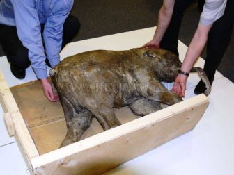 Frozen Baby Mammoth Found in Russia