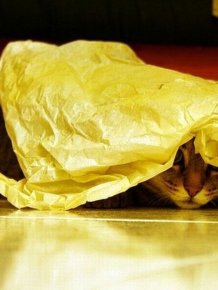Cats Who Failed At Hide-And-Seek
