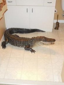 Alligator in the House 