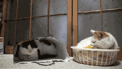 Daily GIFs Mix, part 248