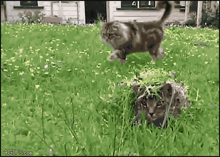 cute cats animated gif