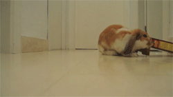 Daily GIFs Mix, part 250
