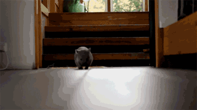 Selection of Cute GIFs
