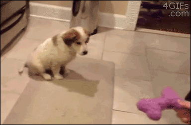 Selection of Cute GIFs
