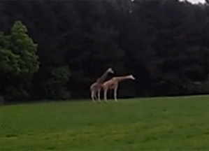 Daily GIFs Mix, part 253